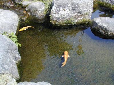 In a Garden of Water and Stone