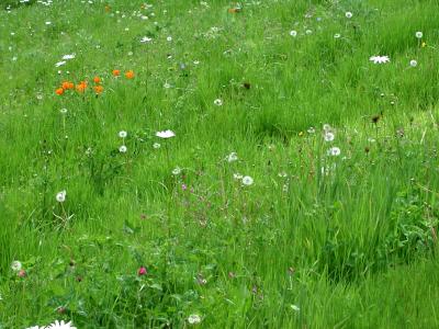 A Beautiful Meadow