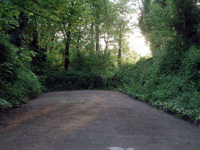 A forest, filled with ivy-covered trees